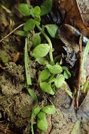 Callitriche cophocarpa \ Stumpfkantiger Wasserstern / Long-Styled Water Starwort, D Vaihingen-Ensingen 4.10.2018