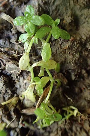 Callitriche cophocarpa / Long-Styled Water Starwort, D Vaihingen-Ensingen 4.10.2018