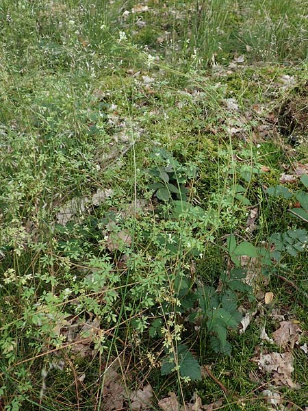 Ceratocapnos claviculata \ Rankender Lerchensporn / Climbing Corydalis, D Steinfurt 13.6.2019
