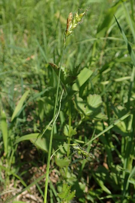 Carex sylvatica \ Wald-Segge / Wood Sedge, D Ketsch 21.5.2020