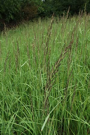 Calamagrostis canescens, Purple Small Reed