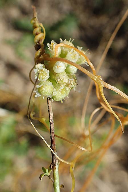 Cuscuta campestris \ Amerikanische Seide / Yellow Dodder, D Sachsen-Anhalt, Havelberg 18.9.2020