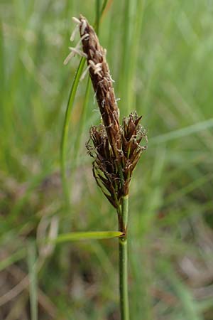 Carex caryophyllea \ Frhlings-Segge, D Bensheim 29.4.2022