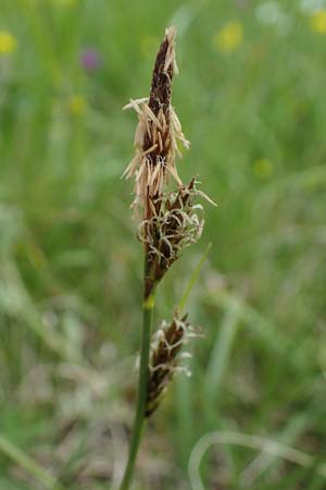 Carex caryophyllea \ Frhlings-Segge, D Bensheim 29.4.2022