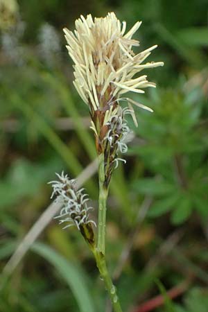 Carex caryophyllea \ Fr�hlings-Segge / Spring Sedge, D Bensheim 28.3.2026
