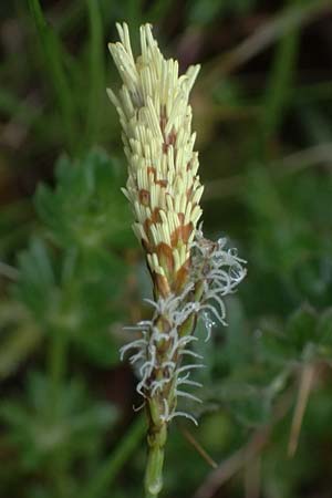 Carex caryophyllea \ Fr�hlings-Segge / Spring Sedge, D Bensheim 28.3.2026