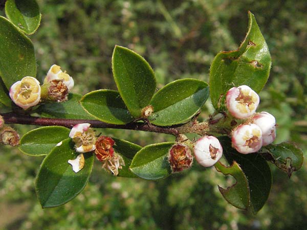 Cotoneaster divaricatus \ Sparrige Zwergmispel, Glnzende Zwergmispel / Spreading Cotoneaster, D Mannheim 29.4.2007