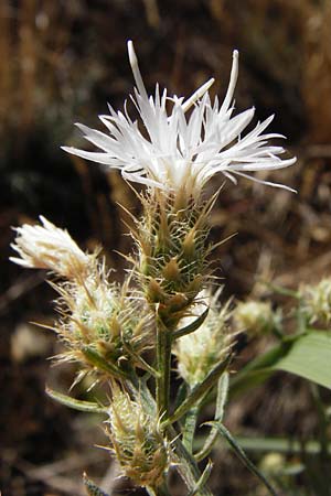 Centaurea diffusa \ Sparrige Flockenblume / Diffuse Knapweed, D Mannheim 16.7.2015