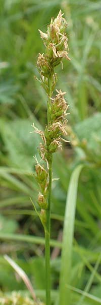 Carex divulsa \ Unterbrochenhrige Segge, D Weinheim an der Bergstraße, Botan. Gar.  Hermannshof 1.5.2016