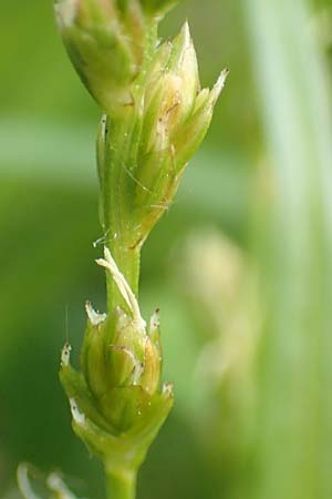 Carex divulsa \ Unterbrochenhrige Segge / Berkeley Sedge, European Grey Sedge, D Weinheim an der Bergstraße, Botan. Gar.  Hermannshof 1.5.2016