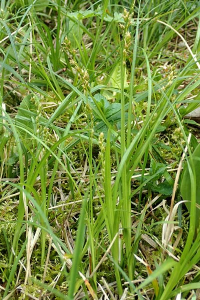 Carex divulsa \ Unterbrochenhrige Segge / Berkeley Sedge, European Grey Sedge, D Weinheim an der Bergstraße, Botan. Gar.  Hermannshof 1.5.2016