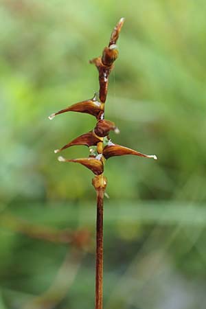 Carex davalliana \ Davalls Segge, Torf-Segge / Turf Sedge, Bath Sedge, D Pfronten 9.6.2016