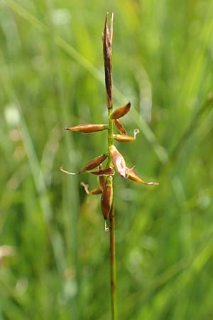 Carex davalliana \ Davalls Segge, Torf-Segge / Turf Sedge, Bath Sedge, D Pfronten 28.6.2016