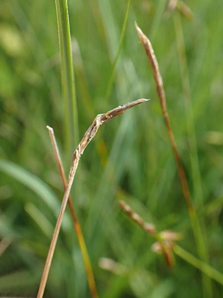 Carex davalliana \ Davalls Segge, Torf-Segge / Turf Sedge, Bath Sedge, D Pfronten 28.6.2016