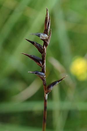 Carex davalliana \ Davalls Segge, Torf-Segge / Turf Sedge, Bath Sedge, D Pfronten 28.6.2016