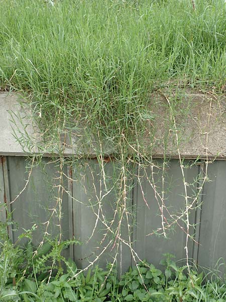 Cynodon dactylon \ Hundszahn-Gras / Bermuda Grass, Cocksfoot Grass, D Mannheim 6.8.2016