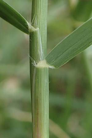 Cynodon dactylon \ Hundszahn-Gras / Bermuda Grass, Cocksfoot Grass, D Mannheim 6.8.2016