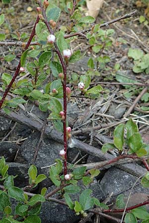 Cotoneaster dammeri \ Teppich-Zwergmispel / Bearberry Cotoneaster, D Haiger 9.5.2018