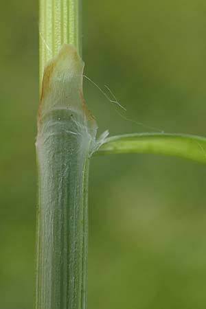 Carex distans \ Entfernthrige Segge, Lcken-Segge, D Biebesheim 12.5.2018