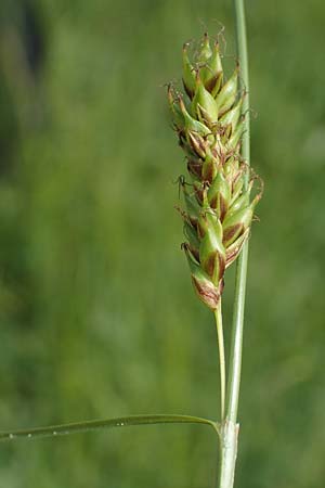 Carex distans \ Entfernthrige Segge, Lcken-Segge / Distant Sedge, D Biebesheim 12.5.2018