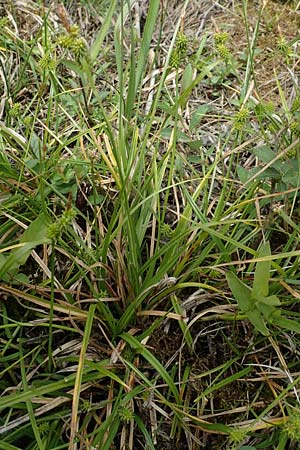 Carex demissa \ Grn-Segge, D Hövelhof 15.6.2018