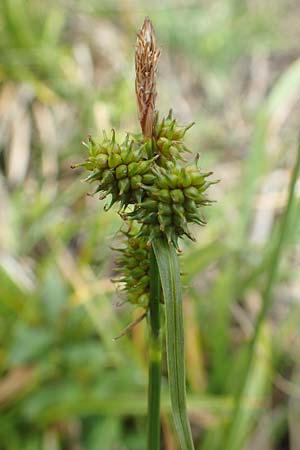 Carex demissa \ Grn-Segge, D Hövelhof 15.6.2018