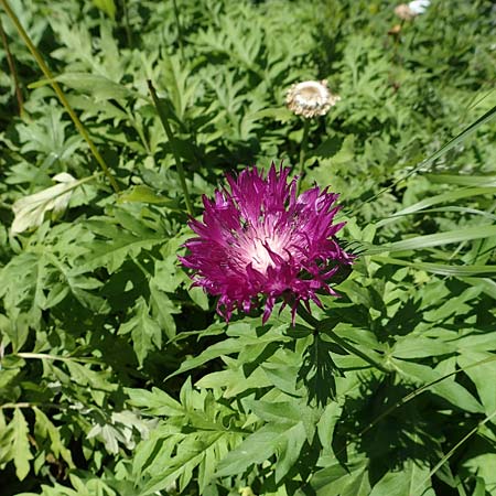 Centaurea dealbata \ Kaukasus-Flockenblume, Zweifarbige Flockenblume / Persian Corn Flower, D Botan. Gar. Krefeld 13.6.2019