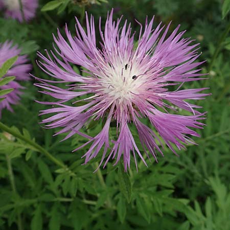 Centaurea dealbata \ Kaukasus-Flockenblume, Zweifarbige Flockenblume / Persian Corn Flower, D Botan. Gar. Krefeld 13.6.2019