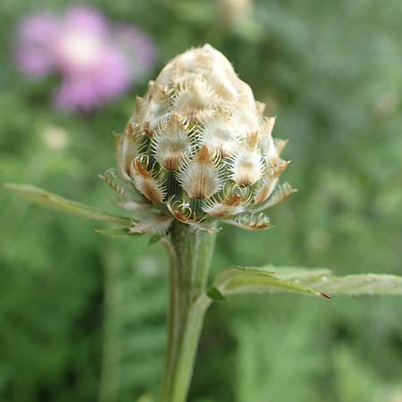 Centaurea dealbata \ Kaukasus-Flockenblume, Zweifarbige Flockenblume / Persian Corn Flower, D Botan. Gar. Krefeld 13.6.2019