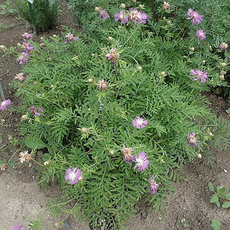 Centaurea dealbata \ Kaukasus-Flockenblume, Zweifarbige Flockenblume, D Botan. Gar. Krefeld 13.6.2019