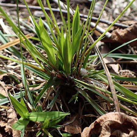 Carex digitata \ Finger-Segge / Fingered Sedge, D Rheinhessen, Wendelsheim 20.4.2021