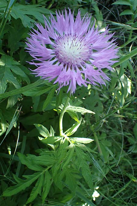 Centaurea dealbata ? \ Kaukasus-Flockenblume, Zweifarbige Flockenblume / Persian Corn Flower, D Leistadt 13.6.2021