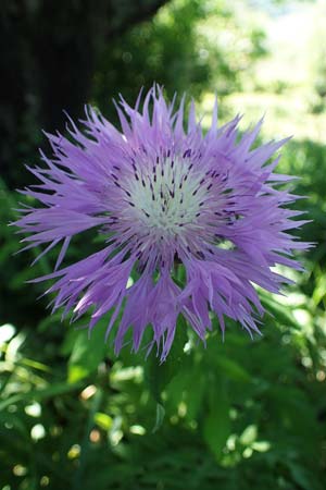 Centaurea dealbata ? \ Kaukasus-Flockenblume, Zweifarbige Flockenblume / Persian Corn Flower, D Leistadt 13.6.2021