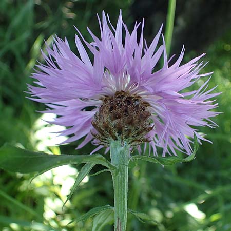 Centaurea dealbata ? \ Kaukasus-Flockenblume, Zweifarbige Flockenblume, D Leistadt 13.6.2021