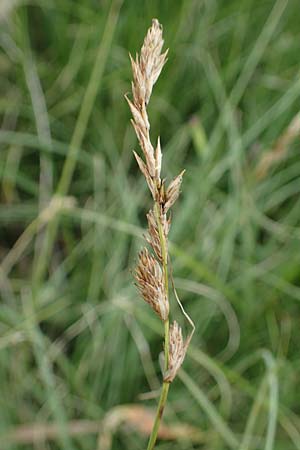 Carex disticha \ Zweizeilige Segge / Brown Sedge, Two-Ranked Sedge, D Stadtallendorf 21.6.2022