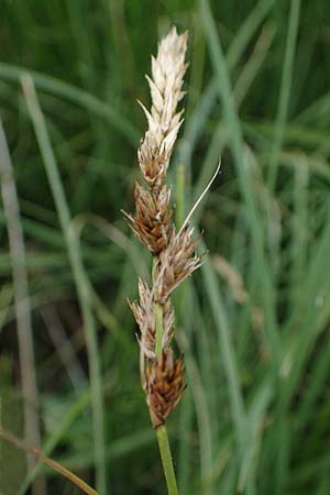 Carex disticha \ Zweizeilige Segge, D Stadtallendorf 21.6.2022