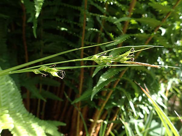 Carex depauperata \ Armbltige Segge, Verarmte Segge / Starved Wood Sedge, D  2.6.2023