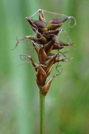 Carex dioica \ Zweihusige Segge / Dioecious Sedge, D  2.6.2023