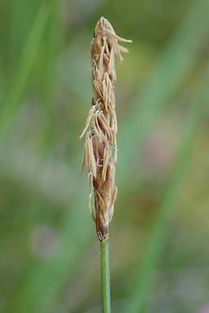 Carex dioica \ Zweihusige Segge, D  2.6.2023