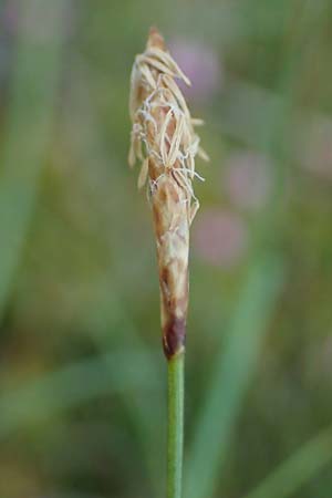 Carex dioica \ Zweihusige Segge / Dioecious Sedge, D  2.6.2023