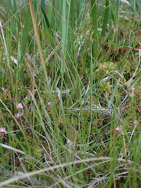 Carex dioica \ Zweihusige Segge, D  2.6.2023