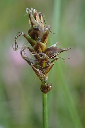 Carex dioica \ Zweihusige Segge / Dioecious Sedge, D  2.6.2023