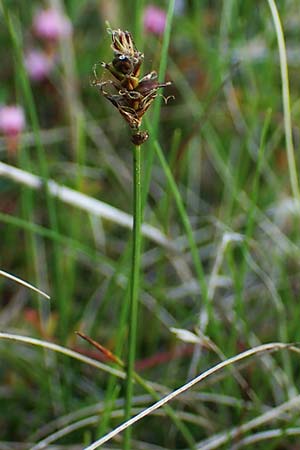 Carex dioica \ Zweihusige Segge / Dioecious Sedge, D  2.6.2023