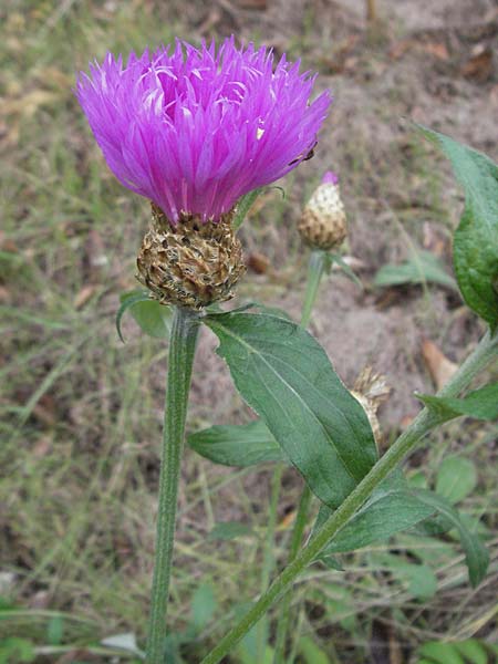 Centaurea thuillieri \ Thuillier-Flockenblume / Thuillier's Knapweed, D Quedlinburg 4.11.2006