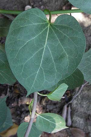 Cionura erecta \ Aufrechter Hundswrger / Milkweed, D Botan. Gar.  Universit.  Mainz 4.8.2007