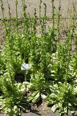 Cichorium endivia \ Winter-Endivie, Endivien-Salat, D Botan. Gar.  Universit.  Mainz 4.8.2007