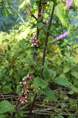 Cuscuta europaea \ Nessel-Seide / Greater Dodder, D Runkel an der Lahn 1.8.2015