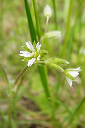 Cerastium tenoreanum / Tenore's Mouse-Ear, D Bastheim-Wechterswinkel 9.5.2015