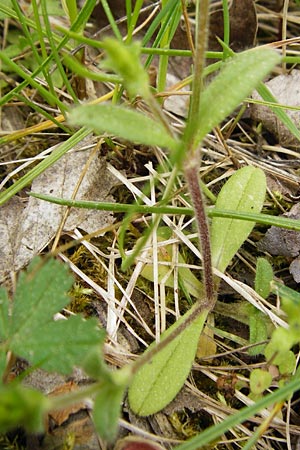 Cerastium tenoreanum \ Tenores Hornkraut / Tenore's Mouse-Ear, D Bastheim-Wechterswinkel 9.5.2015