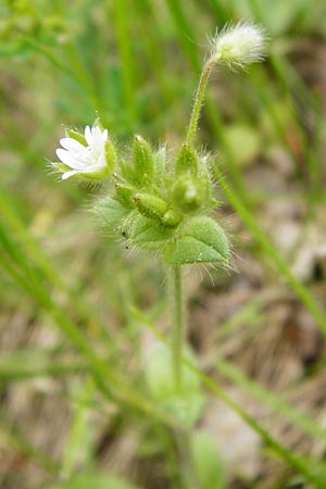 Cerastium tenoreanum \ Tenores Hornkraut, D Bastheim-Wechterswinkel 9.5.2015